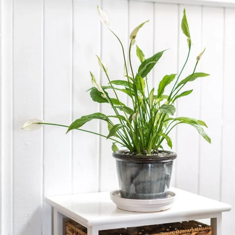 Lovely Plant Indoors