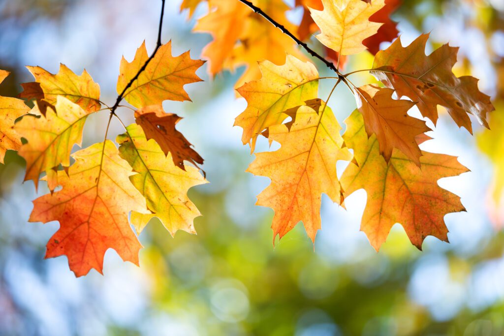 Why Fall is the Best Time for Air Duct Cleaning